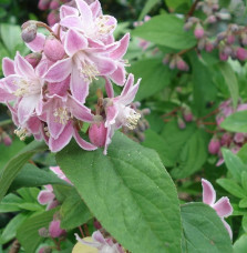 Deutzia X hybrida ‘Perle Rose’ / Deutzia 'Perle Rose'