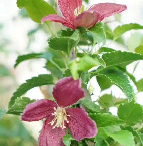 Pépinières Français PF_Clématite392 Clématite de Noël 'Lansdowne Gem' - clematis cirrhosa