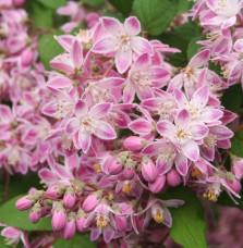 Deutzia X hybrida ‘Perle Rose’ / Deutzia 'Perle Rose'