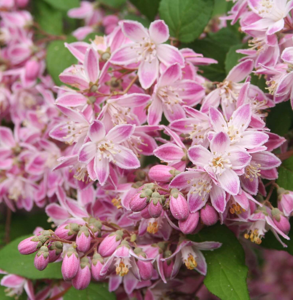 Deutzia X hybrida ‘Perle Rose’ / Deutzia 'Perle Rose'