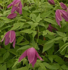 Clématite des Alpes 'Ruby' – clematis alpina