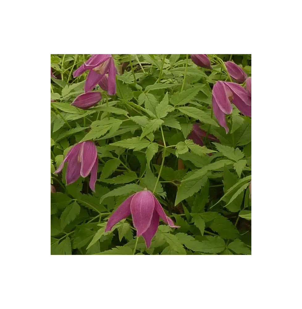 Clématite des Alpes 'Ruby' – clematis alpina