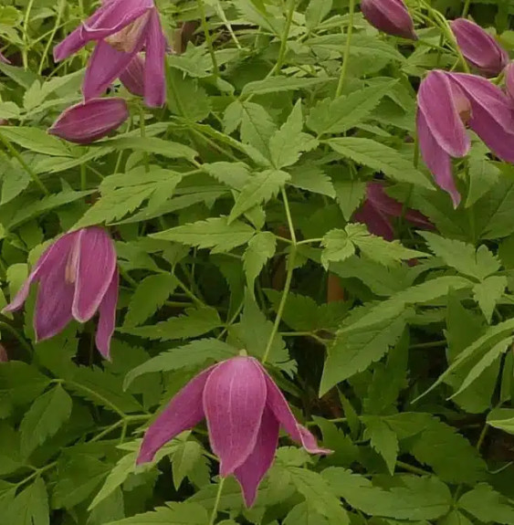 Pépinières Français PF_Clématite72 Clématite des Alpes 'Ruby' - clematis alpina