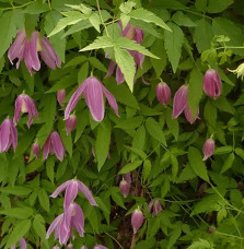 Clématite des Alpes 'Ruby' – clematis alpina