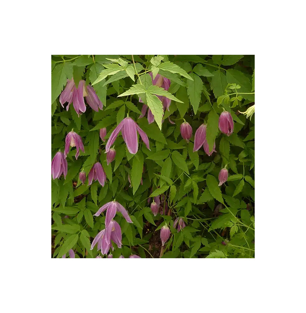 Clématite des Alpes 'Ruby' – clematis alpina