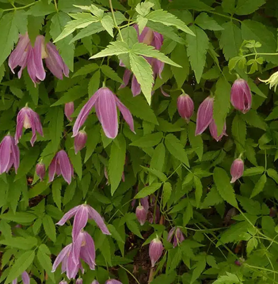 Pépinières Français PF_Clématite72 Clématite des Alpes 'Ruby' - clematis alpina