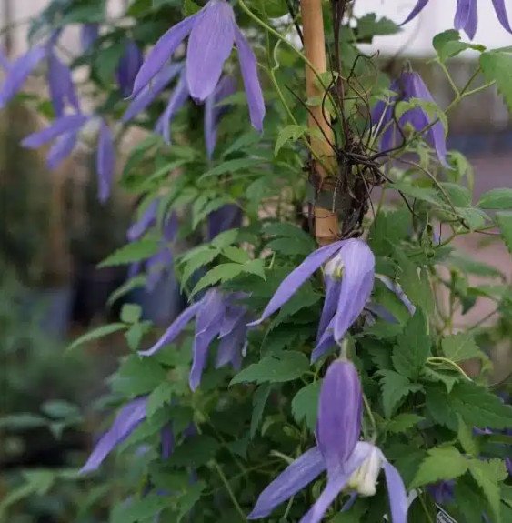 Pépinières Français PF_Clématite564 Clématite des Alpes - clematis alpina