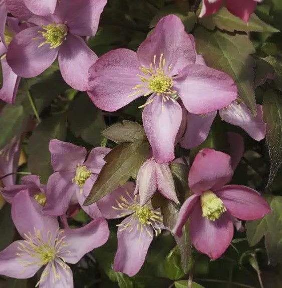 Pépinières Français PF_Clématite3152 Clématite des montagnes 'Freda' - clematis montana