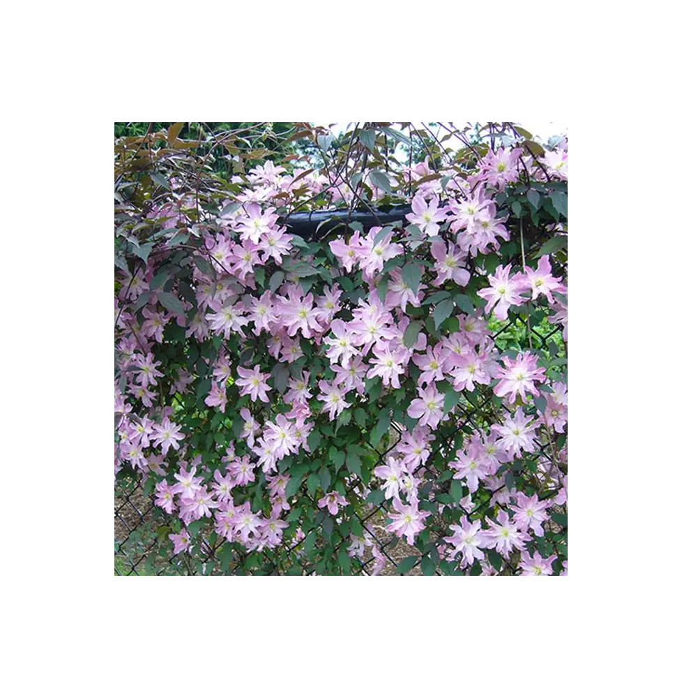 Clématite des montagnes Rosebud® 'robud' - clematis montana