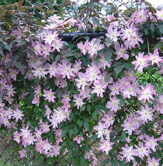 Pépinières Français PF_Clématite391 Clématite des montagnes Rosebud® 'robud' - clematis montana