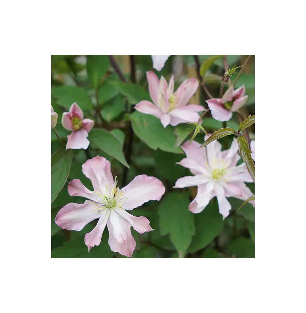 Clématite des montagnes Rosebud® 'robud' - clematis montana