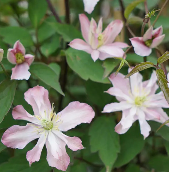 Pépinières Français PF_Clématite391 Clématite des montagnes Rosebud® 'robud' - clematis montana