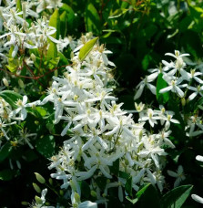 Clématite flammette - clematis flammula