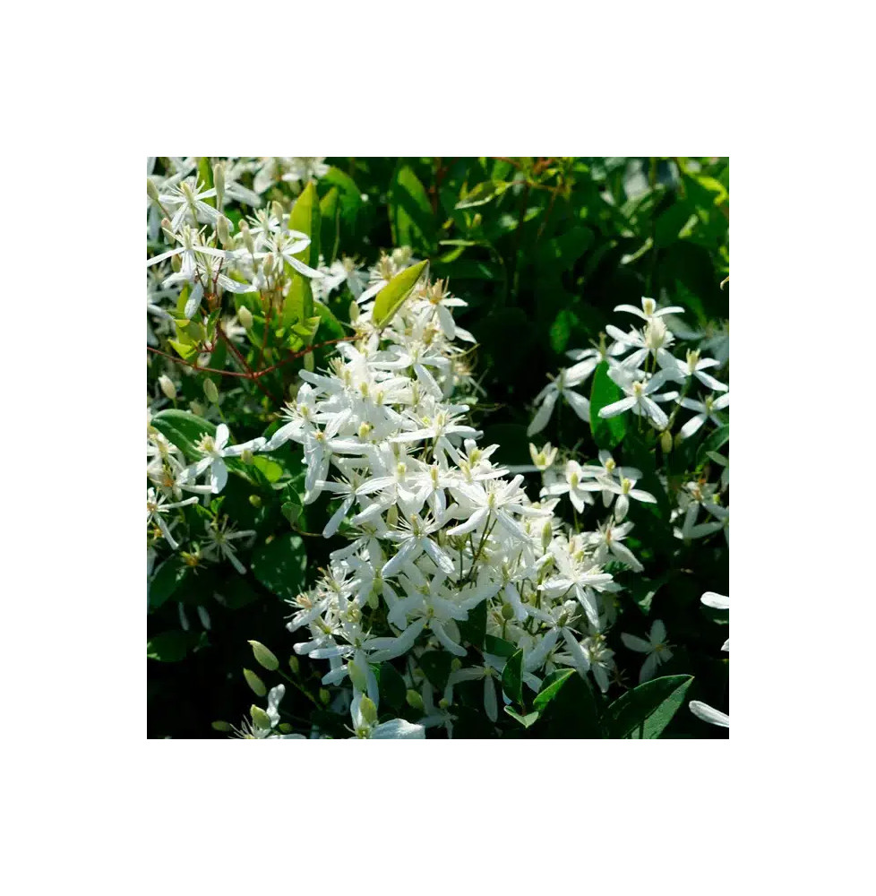 Clématite flammette - clematis flammula