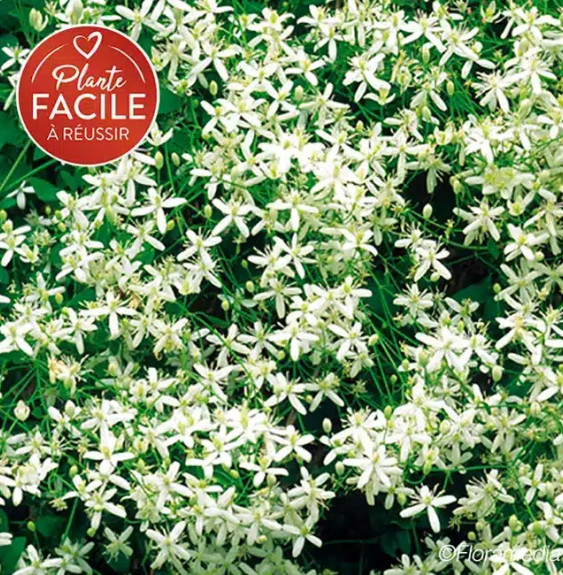 Pépinières Français PF_Clématite30 Clématite flammette - clematis flammula