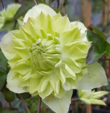 Clematite florida 'Alba Plena' - Clematis