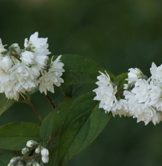 Pépinières Français PF_Deutzia-x7 Deutzia x magnifica / Deutzia x magnifica