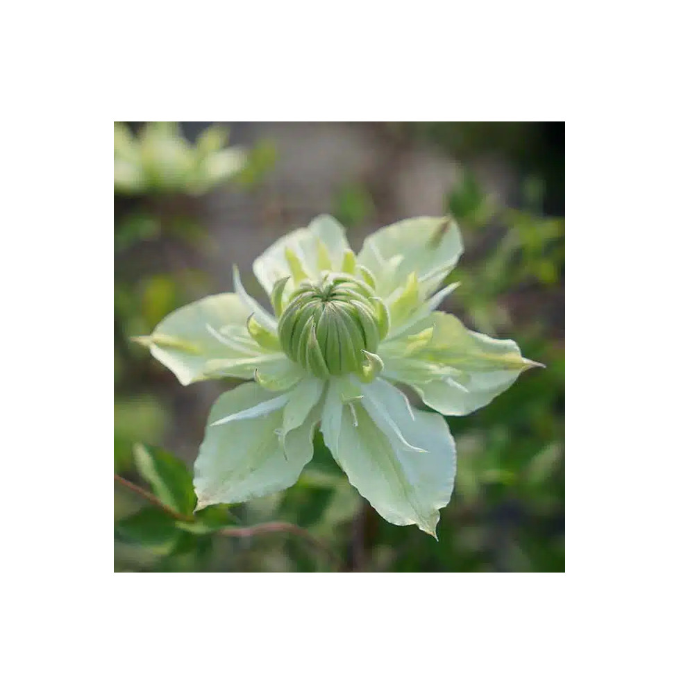 Clematite florida 'Alba Plena' - Clematis