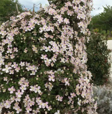 Clématite Giant Star® - clematis montana