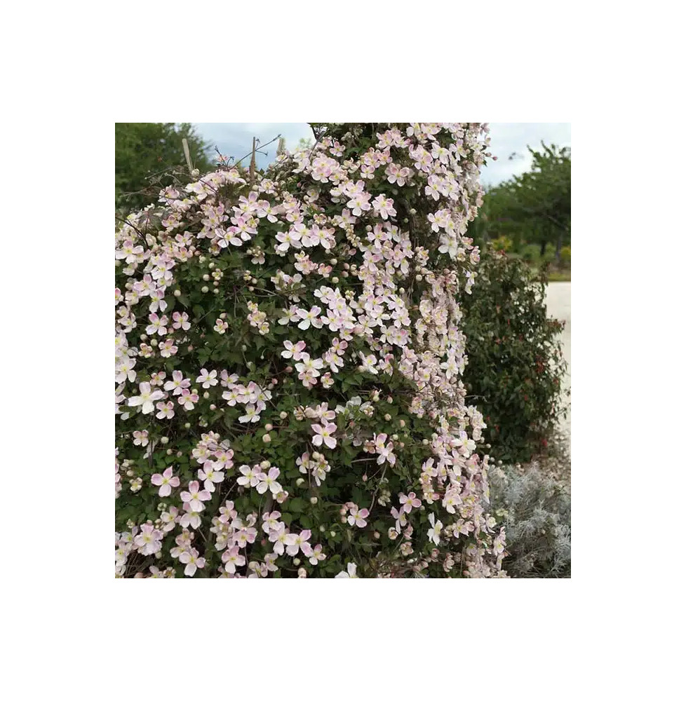 Clématite Giant Star® - clematis montana