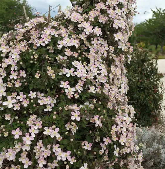 Clématite Giant Star® - clematis montana