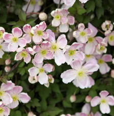 Clématite Giant Star® - clematis montana