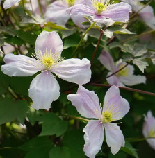 Clématite Giant Star® - clematis montana