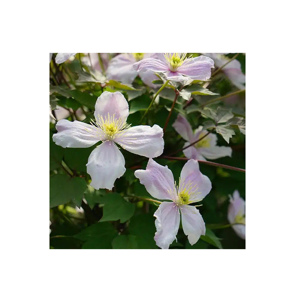 Clématite Giant Star® - clematis montana