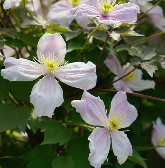 Pépinières Français PF_Clématite88 Clématite Giant Star® - clematis montana