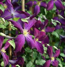 Clématite Purpurea® 'Zojapur' - clematis jackmanii