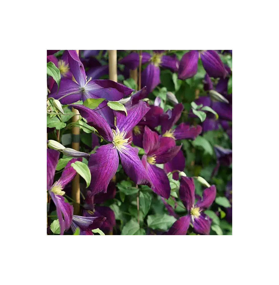 Clématite Purpurea® 'Zojapur' - clematis jackmanii