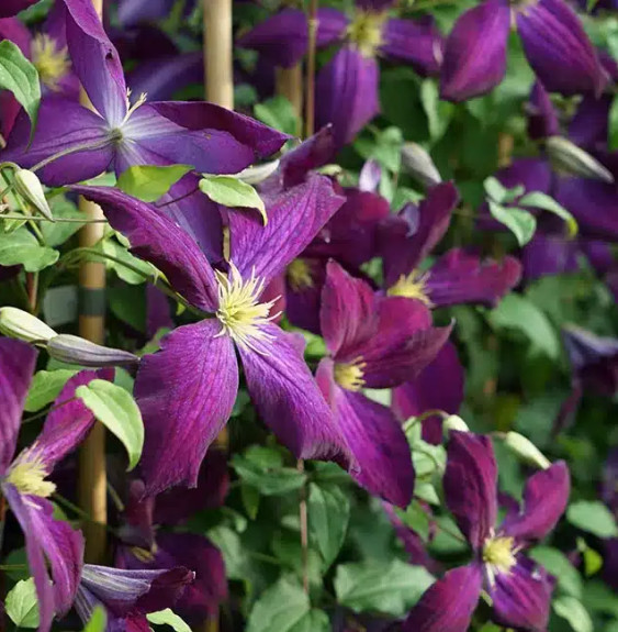 Pépinières Français PF_Clématite944 Clématite Purpurea® 'Zojapur' - clematis jackmanii