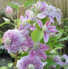 Clématite Regal® 'Josephine' ('Evijohill') - clematis