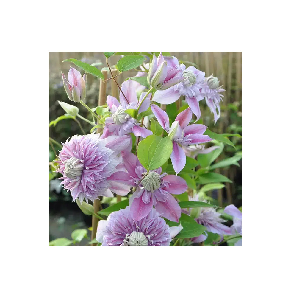 Clématite Regal® 'Josephine' ('Evijohill') - clematis