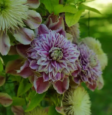 Clématite Regal® 'Josephine' ('Evijohill') - clematis