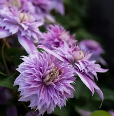 Clématite Regal® 'Josephine' ('Evijohill') - clematis