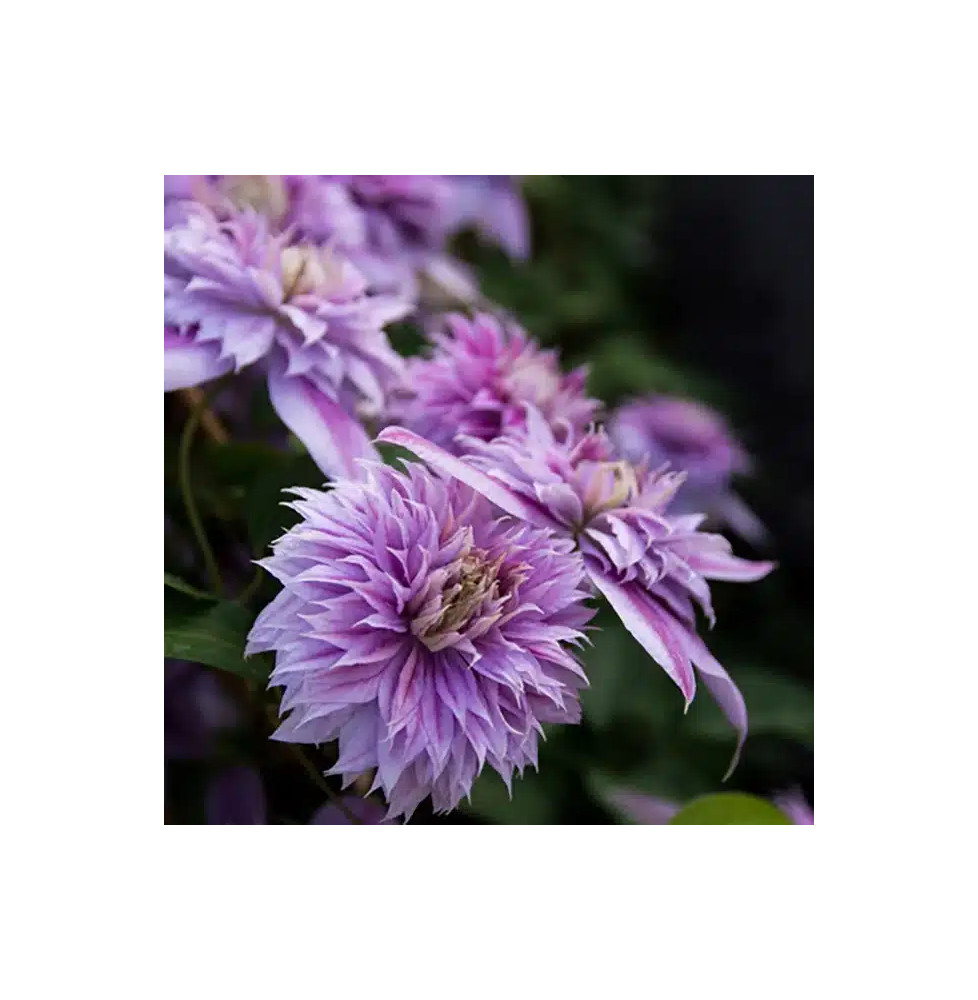 Clématite Regal® 'Josephine' ('Evijohill') - clematis