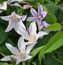 Clématite Star River® 'Zostarri' - clematis integrifolia