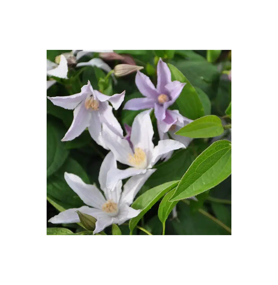 Clématite Star River® 'Zostarri' - clematis integrifolia