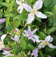 Clématite Star River® 'Zostarri' - clematis integrifolia