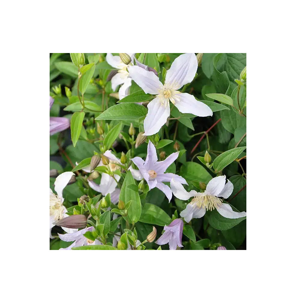 Clématite Star River® 'Zostarri' - clematis integrifolia