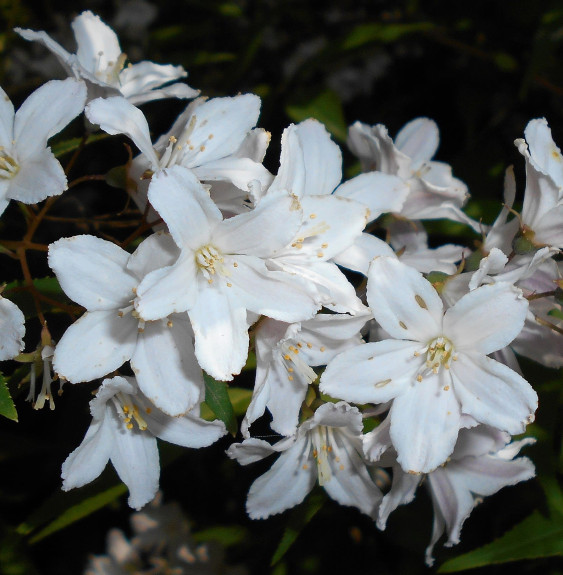 Pépinières Français PF_Deutzia-x4 Deutzia x rosea ‘Carminea’ / Deutzia x rosea