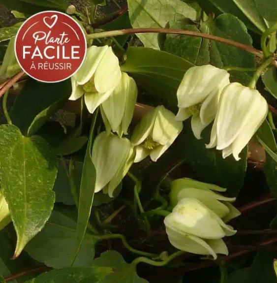 Pépinières Français PF_Clematite463 Clematite urophylla 'Snow Bells' ® - Clematis