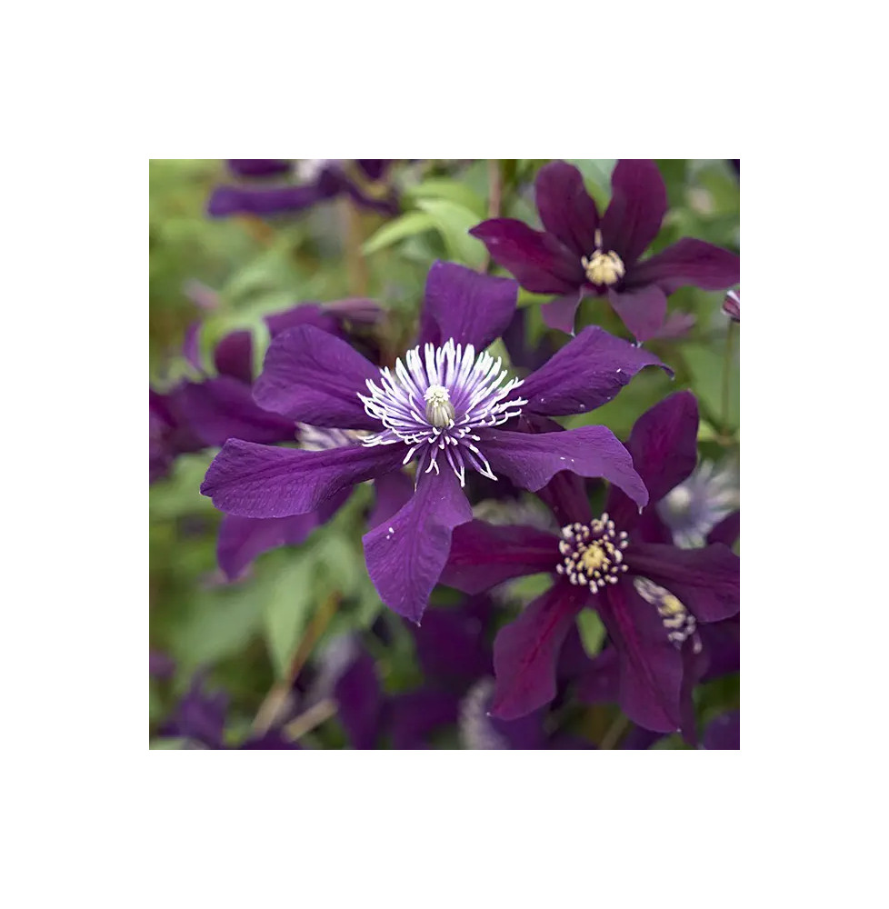 Clématite viticella "Panther" - Clematis viticella