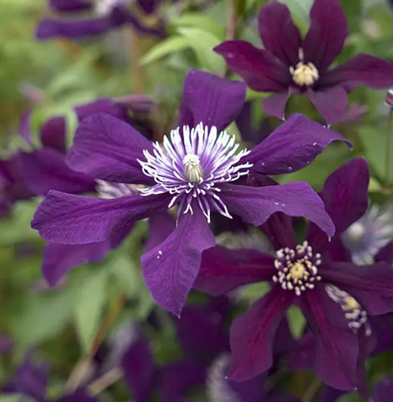 Clématite viticella "Panther" - Clematis viticella