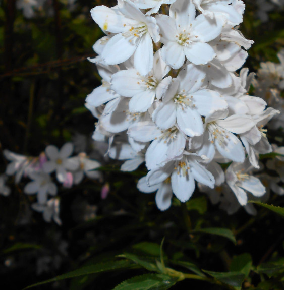 Deutzia x rosea ‘Carminea’ / Deutzia x rosea