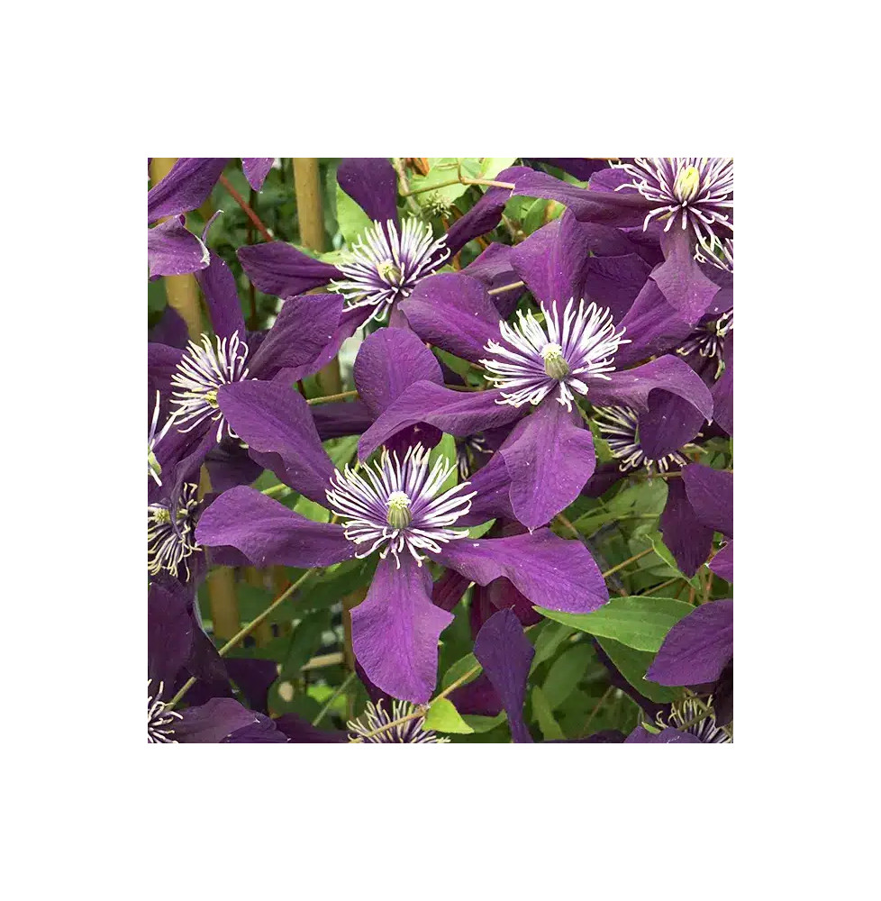 Clématite viticella "Panther" - Clematis viticella