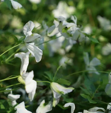 Clématite ‘Alba Luxurians’ – clematis viticella