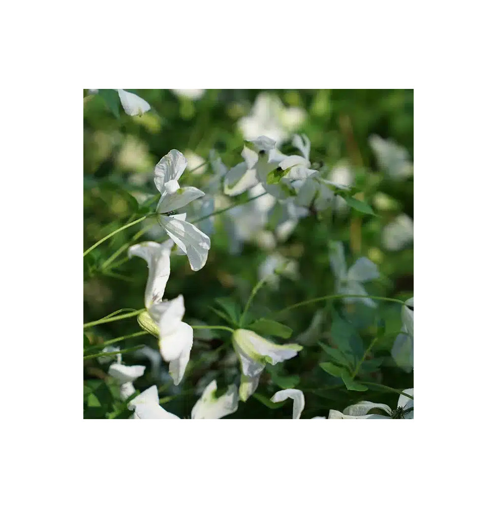 Clématite ‘Alba Luxurians’ – clematis viticella