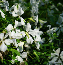 Clématite ‘Alba Luxurians’ – clematis viticella